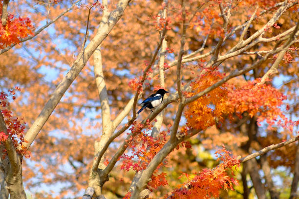 little bird and The red colour leaves in the tree during autumn season. stock photo
