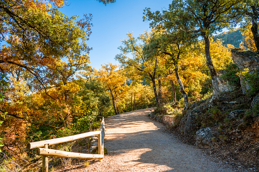 Carrascal Font Roja in Alcoy a holm oak tree forest Natural Park in autumn with yellow maple at Alicante of Spain
