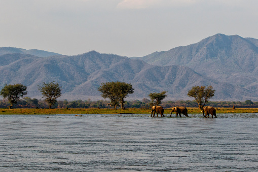 Elephant bulls walking in the Zambezi river in Mana Pools National Park in Zimbabwe  with the mountains of Zambia in the background