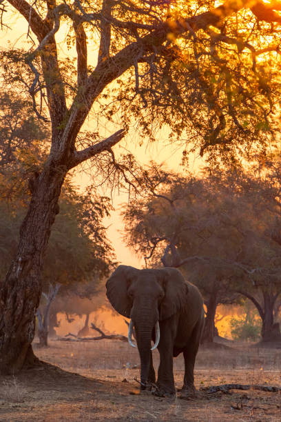 istock elephant in Mana Pools National Park in Zimbabwe 1444480052