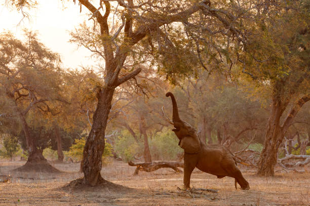 elephant in Mana Pools National Park in Zimbabwe stock photo