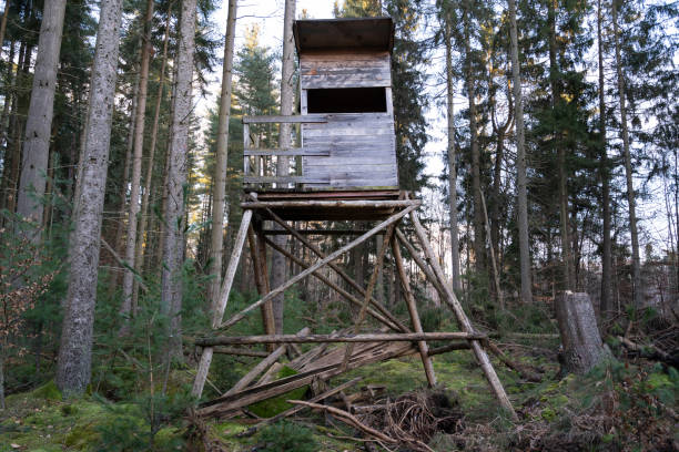 istock Wooden lookout tower in the forest 1444481683