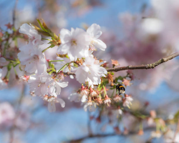 istock Tree blossom soft bg viii with bumble bee in flight. 1444482476