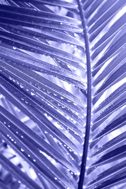istock Bright sun over tropical plant 1444482562