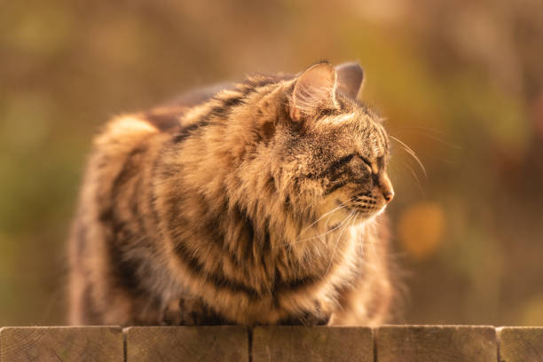 istock Tabby cat on garden platform iv snoozing head turned. 1444482595