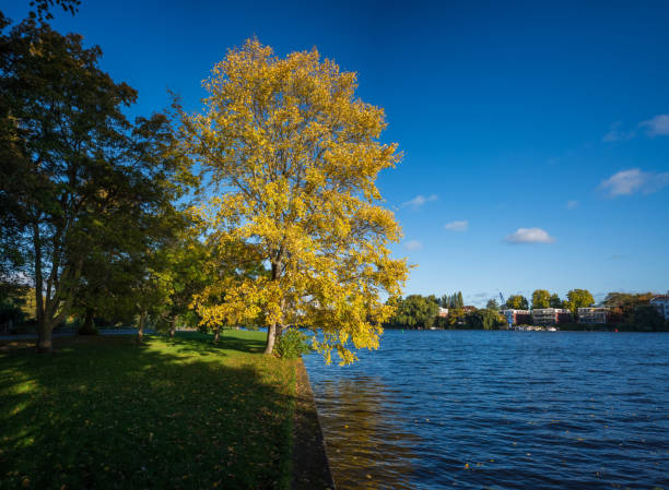 river spree at Treptower Park in Berlin in October autumn tree on the bank of spree river spree river stock pictures, royalty-free photos & images