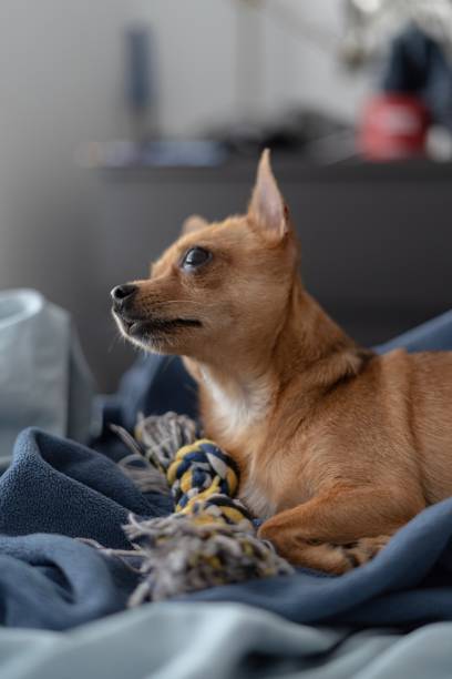 istock Chihuahua looks at his owner 1444483660