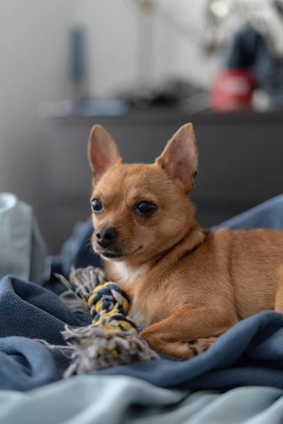 istock Chihuahua plays with rope 1444483676
