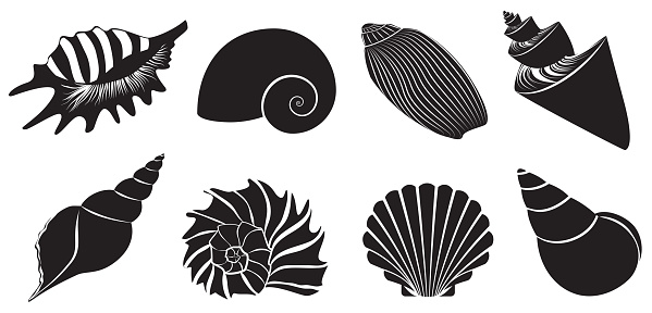 Seashell dark black silhouettes set vector illustration