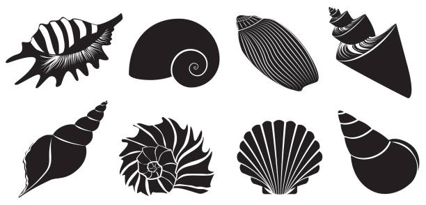 Seashell dark black silhouettes set Seashell dark black silhouettes set vector illustration eggshell stock illustrations