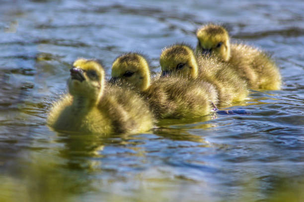 Goose chick at a lake, trying to reach to their mother and swing in a row
