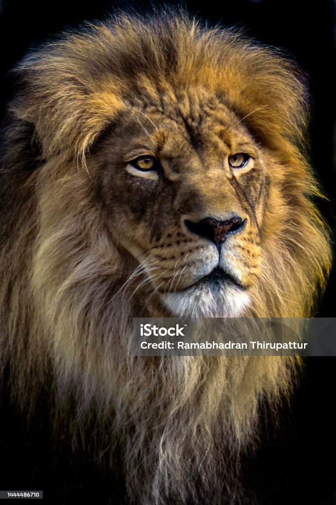Lion Portrait Lion - Feline Stock Photo