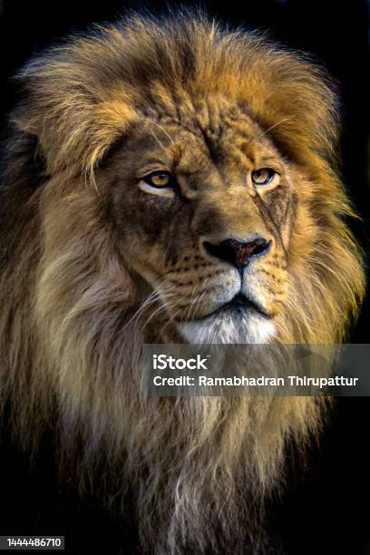 Lion Portrait Stock Photo - Download Image Now - Lion - Feline, Majestic, Close-up
