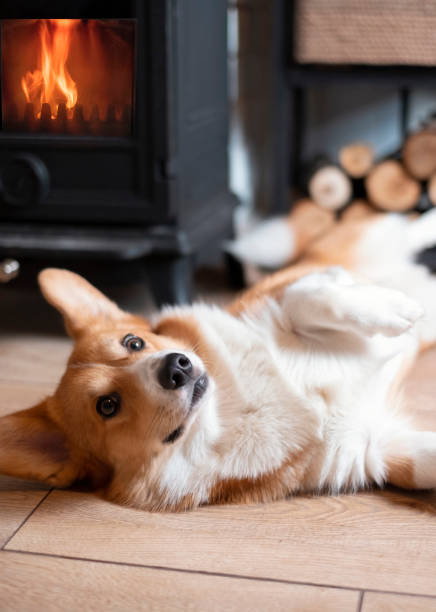 corgi raça de cão bonito está aquecendo em casa por lareira aconchegante com lenha, onde o fogo está queimando - pembroke welsh corgi - fotografias e filmes do acervo