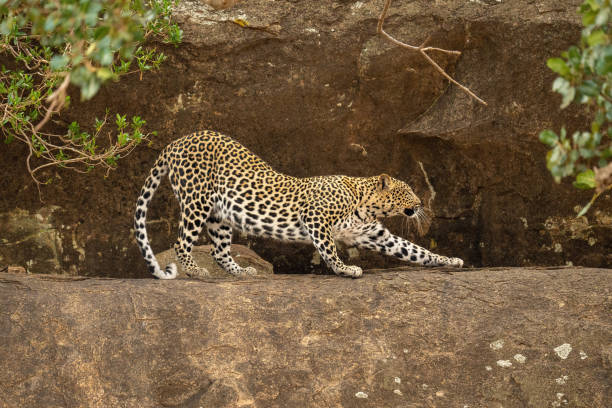 istock Leopard starts to stretch on rocky ledge 1444488628