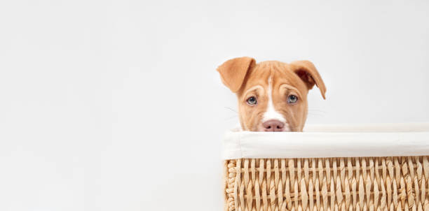 Cute puppy in box on grey background.