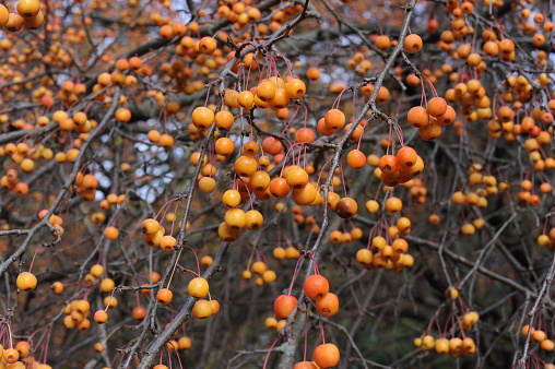 Small  ovoid orange-yellow to deep orange fruits of crab apple tree in a garden in autumn