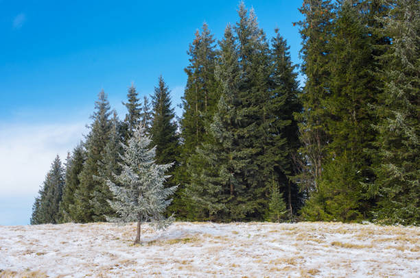 Winter landscape.