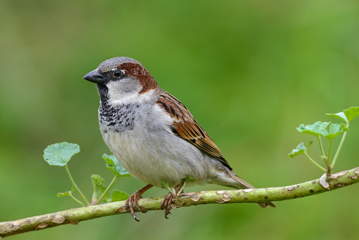 Male House sparrow (Passer domesticus) perched close up on mallow weed branch isolated from green background garden