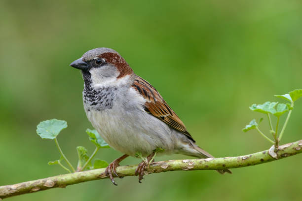 Male House sparrow Passer domesticus Male House sparrow (Passer domesticus) perched close up on mallow weed branch isolated from green background garden passer domesticus stock pictures, royalty-free photos & images
