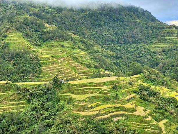 istock Rice Terraces of Banaue, Philippines 1444492852