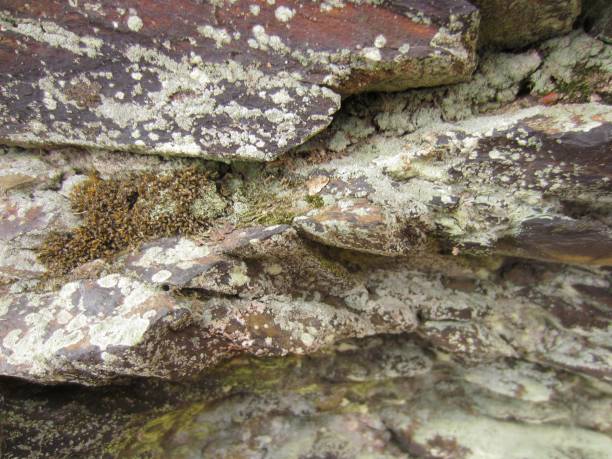 istock Natural stone background covered with lichen moss 1444493452