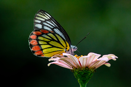 A little white butterfly, drinking nectar form the flowers of a butterfly bush.