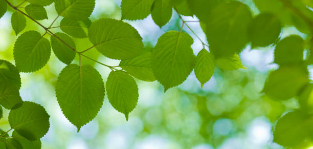 istock banner image of green leaves 1444495598
