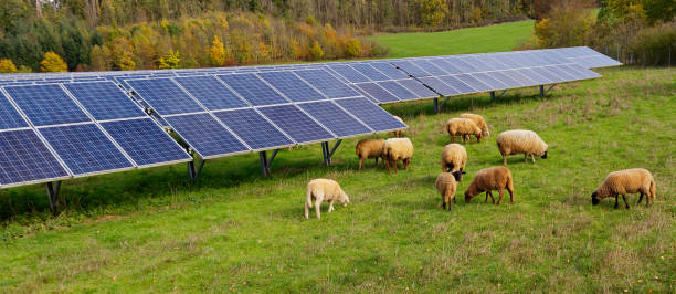 istock solar power station with sheep 1444496697