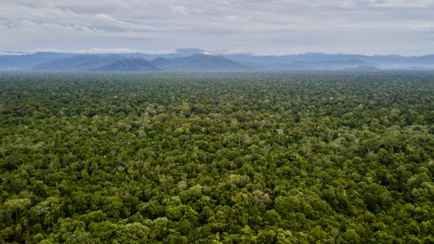 istock Expanse of tropical rain forest 1444502896