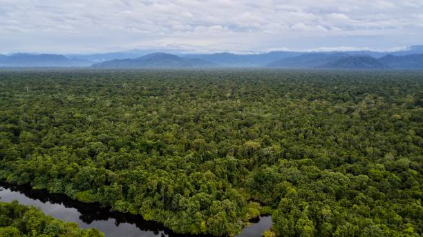 istock Expanse of tropical rain forest 1444502897