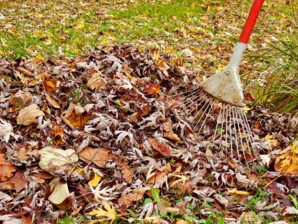 istock Clearing Autumn Leaves 1444503339