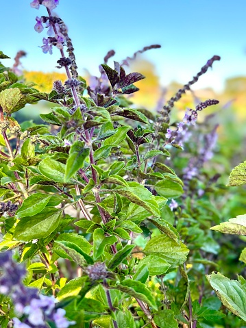 Vertical closeup photo of the scented green leaves and purple flowers on a Sacred Holy Basil or Tulsi herb, growing in an organic garden in Spring. Byron Bay, subtropical north coast of NSW. Soft focus background.
