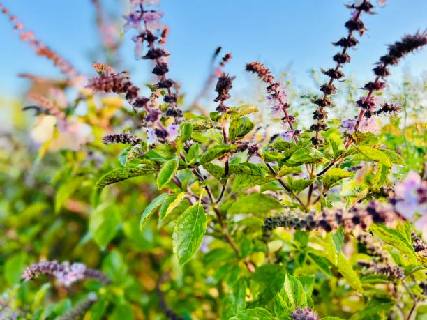 Horizontal closeup photo of the scented green leaves and purple flowers on a Sacred Holy Basil or Tulsi herb, growing in an organic garden in Spring. Byron Bay, subtropical north coast of NSW. Soft focus background.