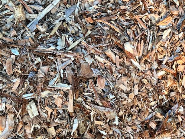 Horizontal high angle closeup photo of weathered bark chips used as mulch on a garden to conserve moisture and inhibit weed growth. Armidale, NSW.