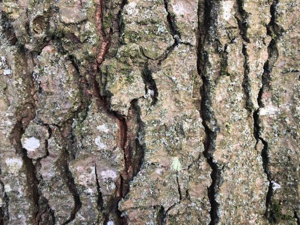 istock Italian alder - Bark / trunk 1444506154