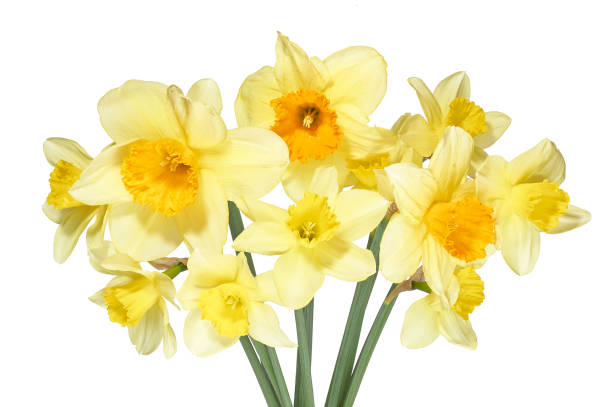 букут желтого лента лилил (нарцисс) на белом фоне. - daffodil bouquet isolated on white petal стоковые фото и изображения