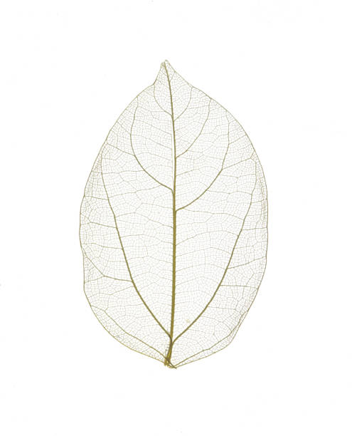 istock Transparent backdrop texture of colorful floral leaf 1444508819