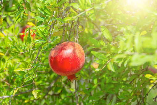 Bright beautiful pomegranate fruits hang on the branches of fruit platnation trees