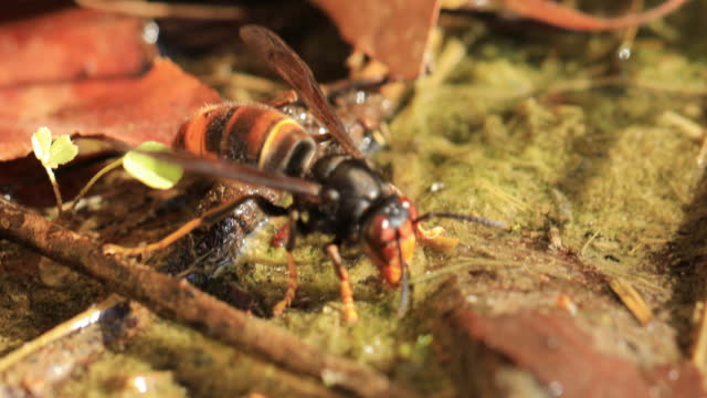 Asian hornet from Catalonia - drinking water in Sabadell's pond, near the park