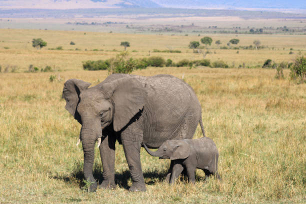 istock Mom and Baby African Elephant 1444512243