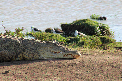 Nile crocodile basks in the sun in Nairobi National Park