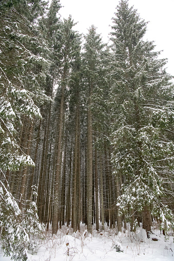 Moldovita, Romania, 2021-12-30. Landscape of snow-covered conifer trunks.