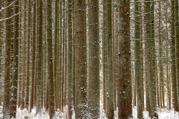 Moldovita, Romania, 2021-12-30. Landscape of snow-covered conifer trunks.