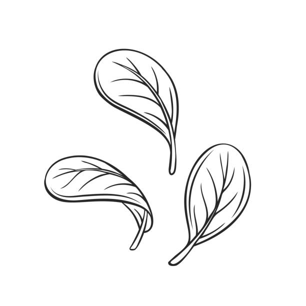 контур выпадающие листья шпината концепция - engraved image engraving basil herb stock illustrations