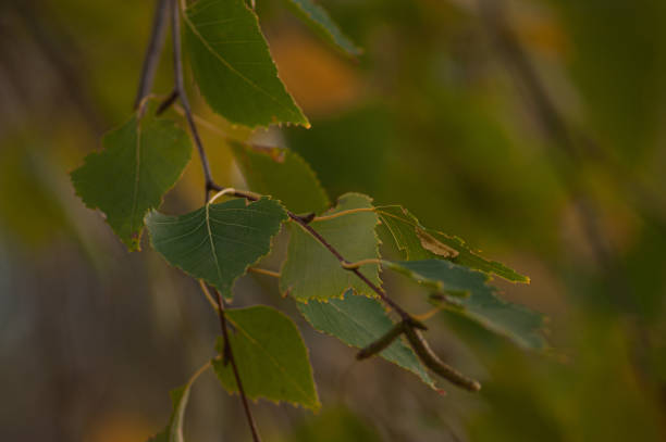 istock Green leaves pattern background, Natural background and wallpaper 1444513565