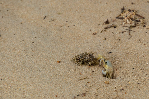 istock little crab entering its burrow in the sand 1444514139