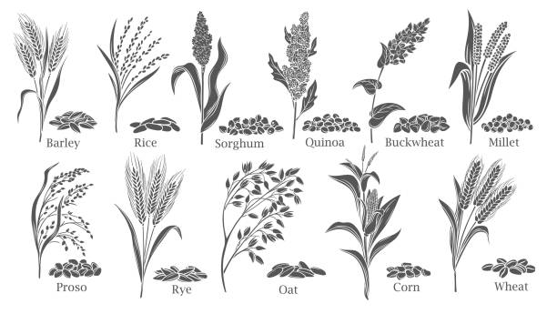 illustrazioni stock, clip art, cartoni animati e icone di tendenza di illustrazione vettoriale del set di icone del glifo delle colture di cereali erbacei. raccolta di colture agricole isolate nere con piante di grano e semi di raccolto agricolo dal campo, sorgo quinoa riso grano saraceno grano saraceno - sorgo