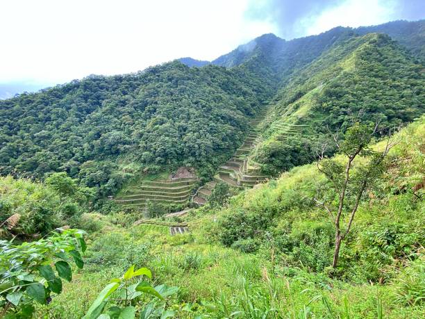 istock Rice Terraces of Batad, Philippines 1444517939