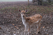 A cute little sika deer